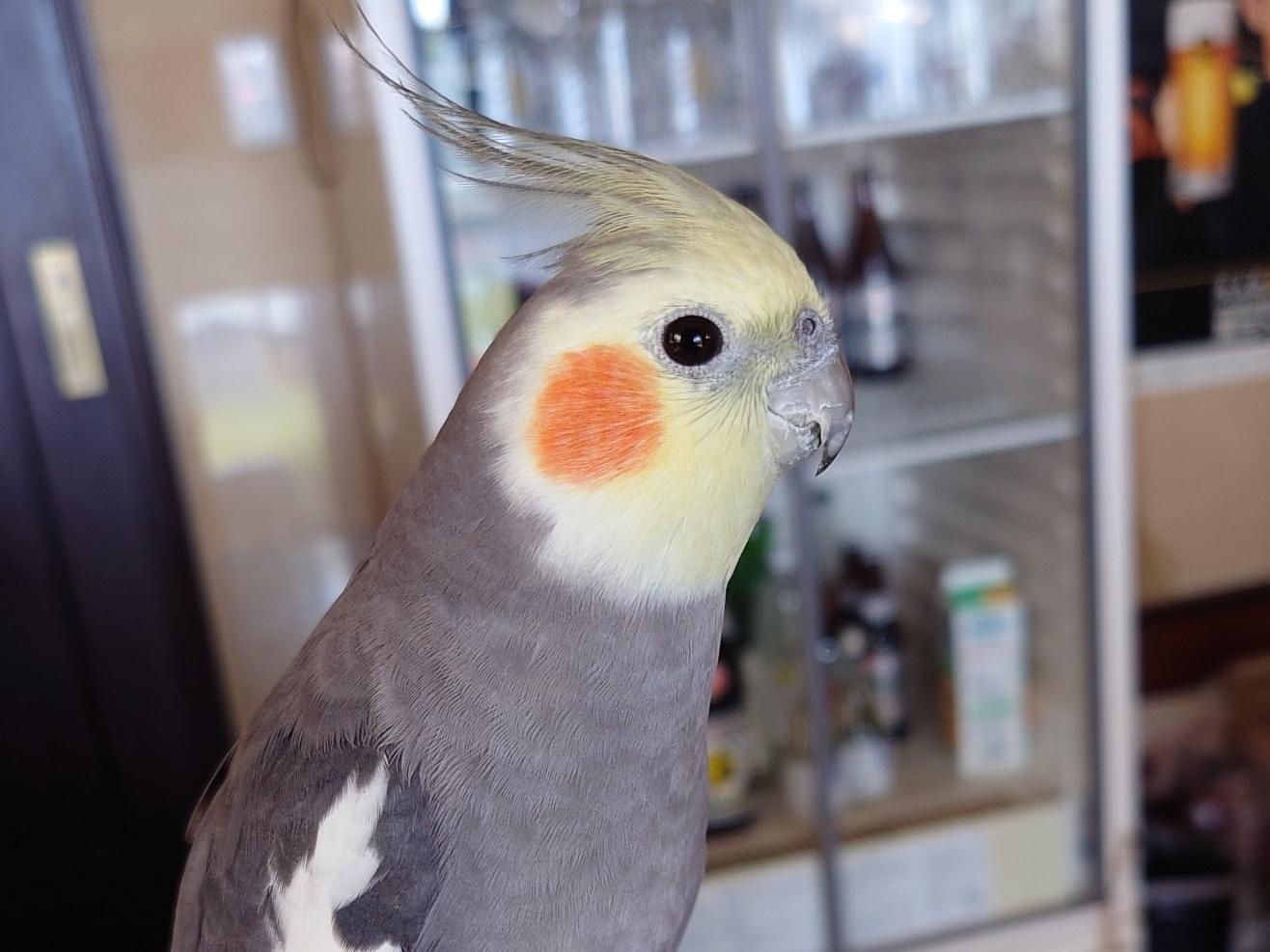 ごまちゃん ごまちゃん