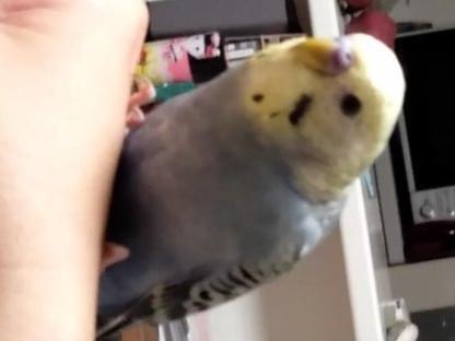 ルルちゃん ルルちゃん