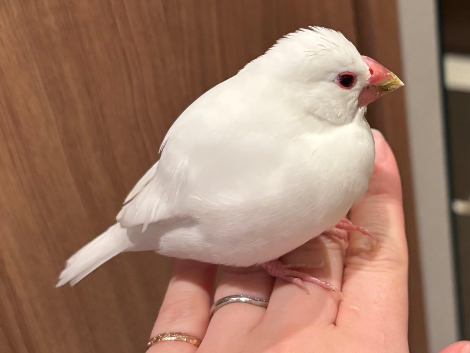 保護された鳥 保護された鳥