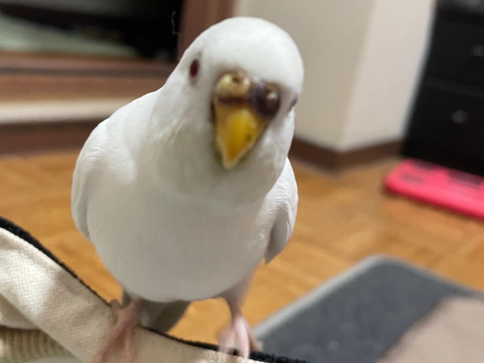オコメちゃん オコメちゃん