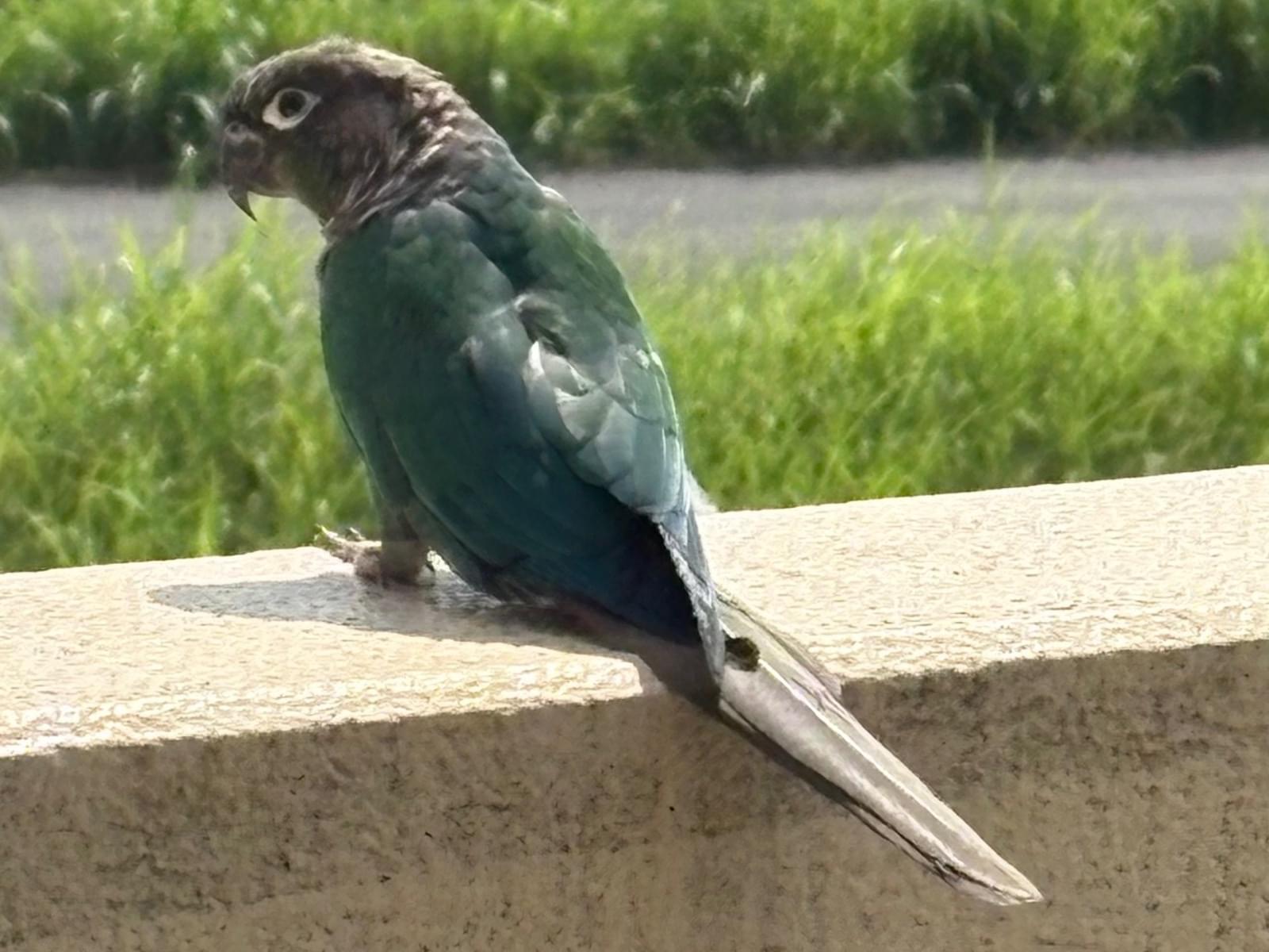 保護された鳥 保護された鳥