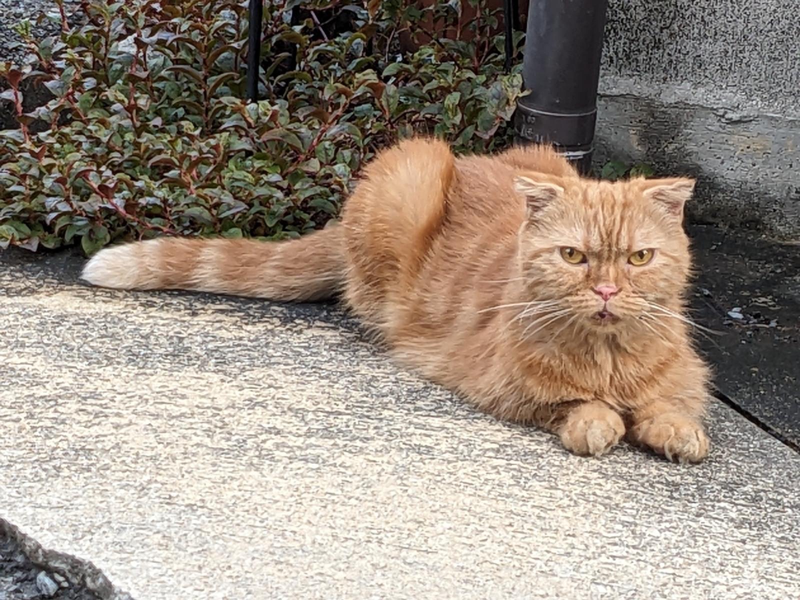 目撃された猫 目撃された猫