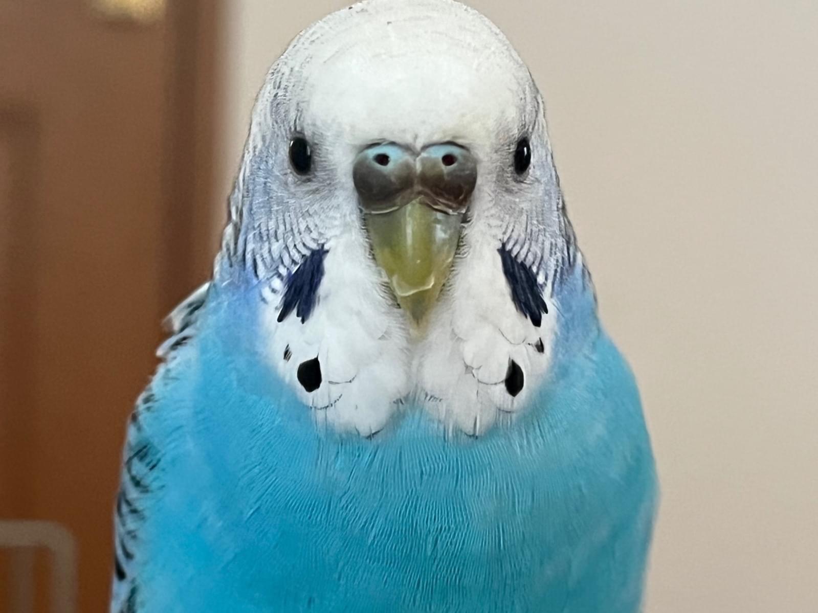 まりもちゃん まりもちゃん