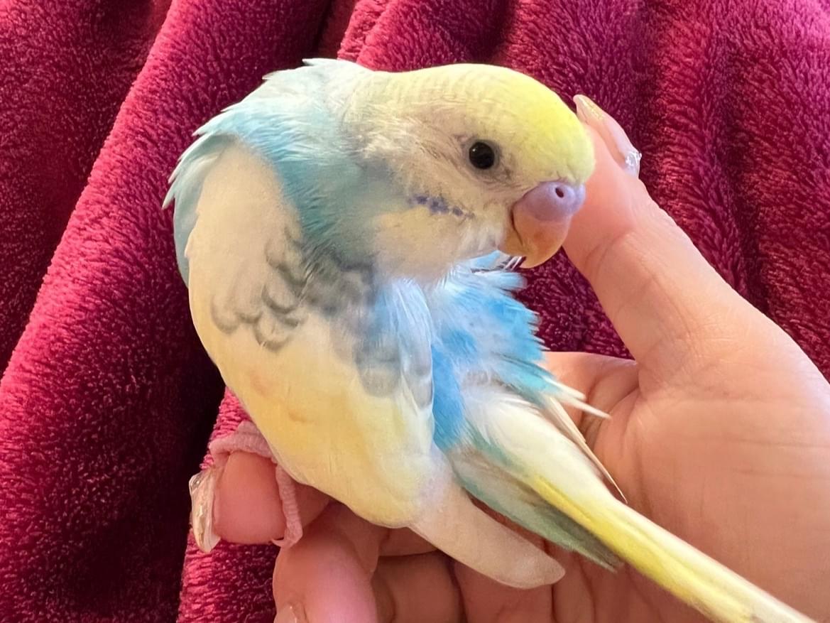ラムネちゃん ラムネちゃん