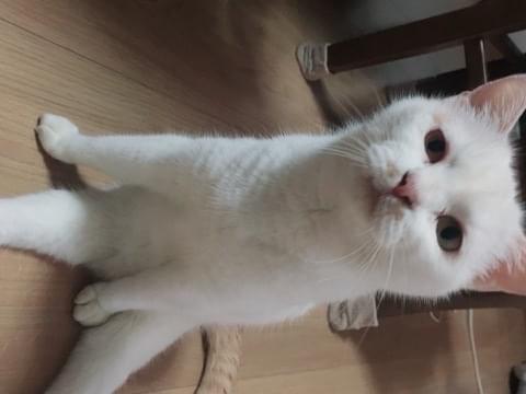 ユキちゃん ユキちゃん