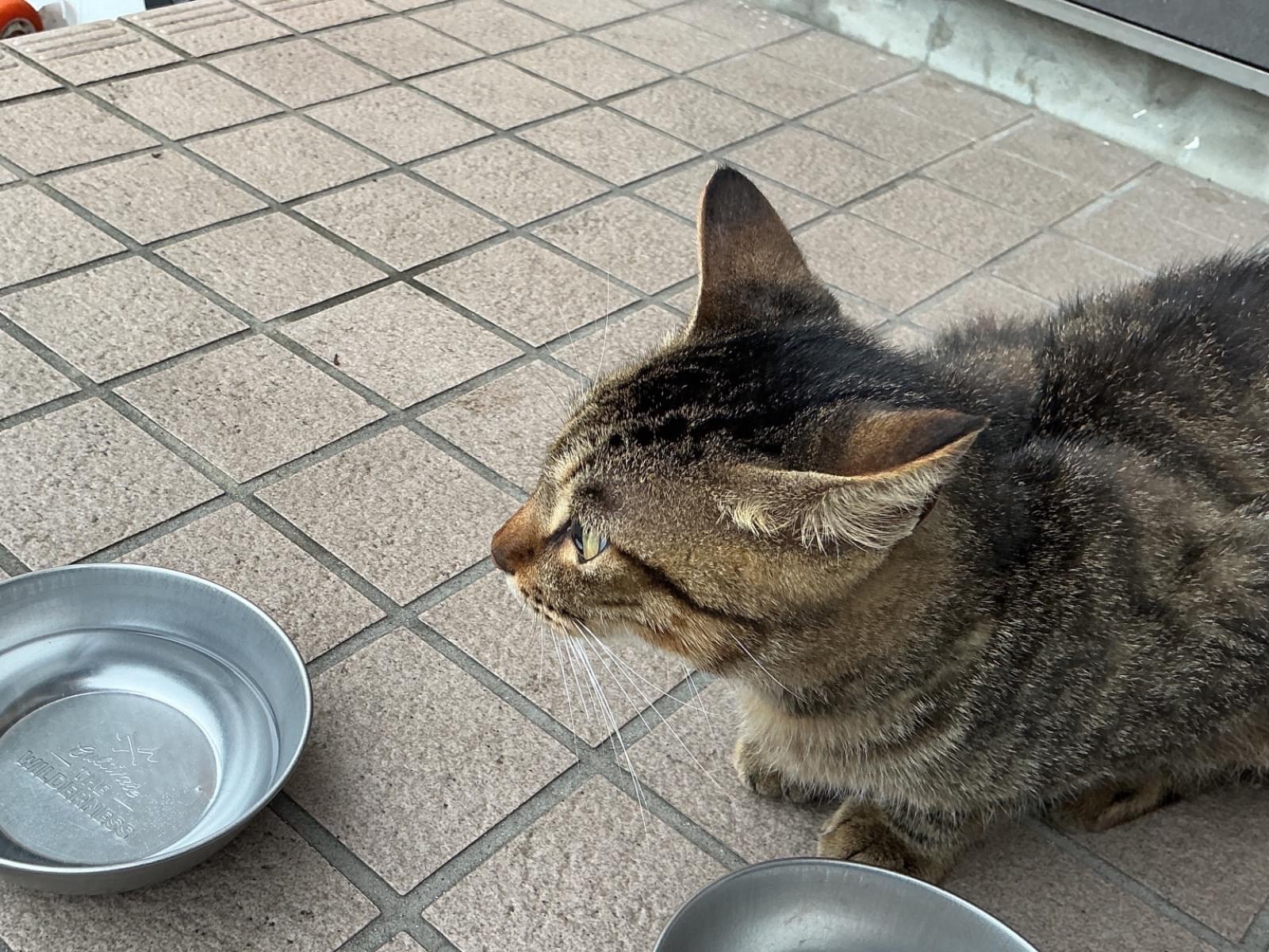 目撃された猫 目撃された猫