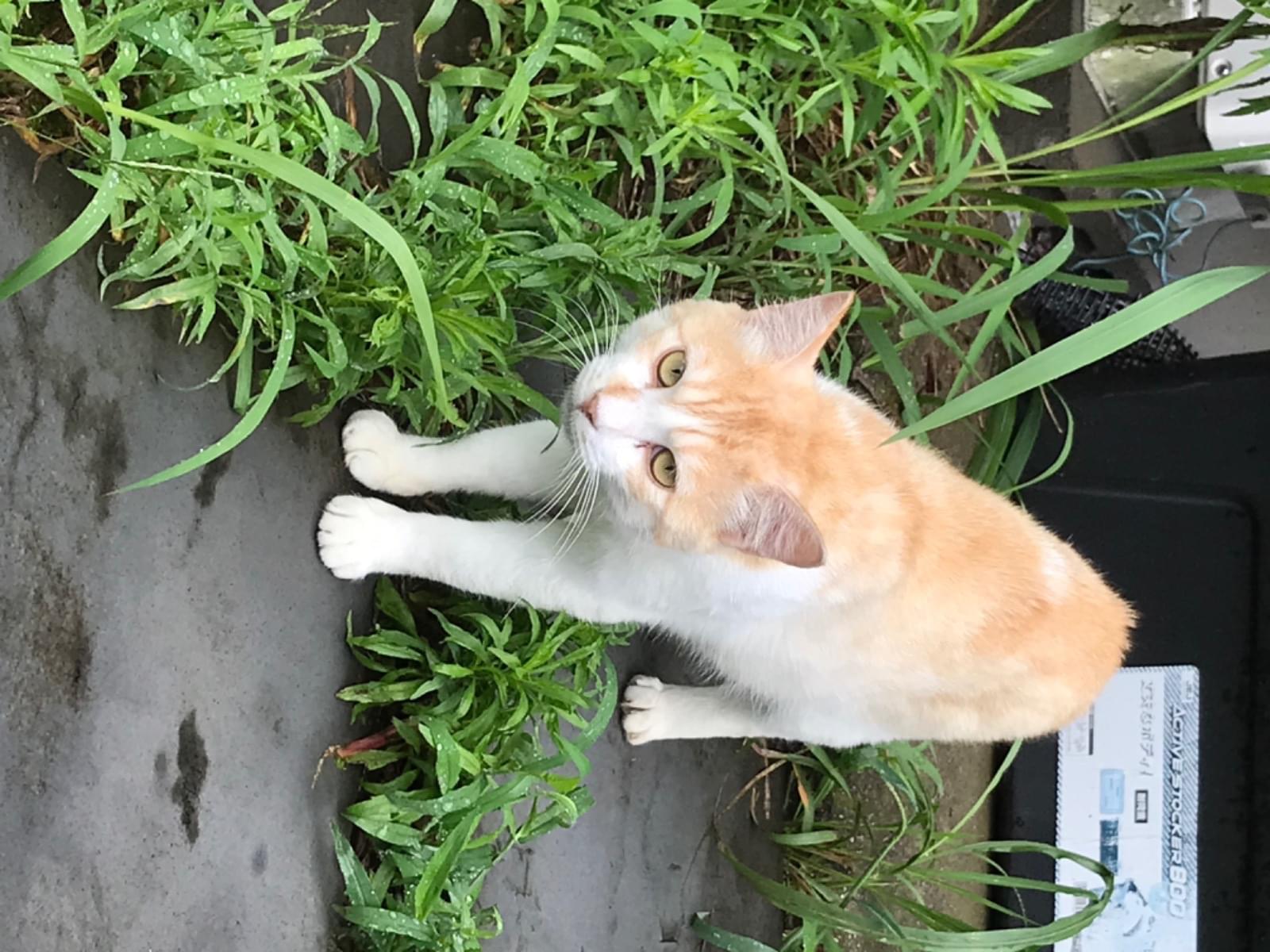 目撃された猫 目撃された猫