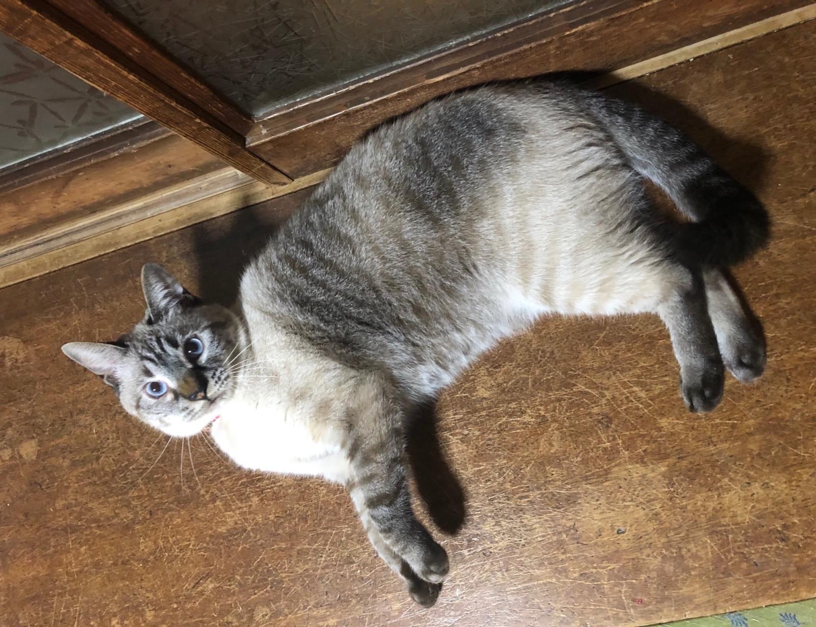 シャムトラを探してます