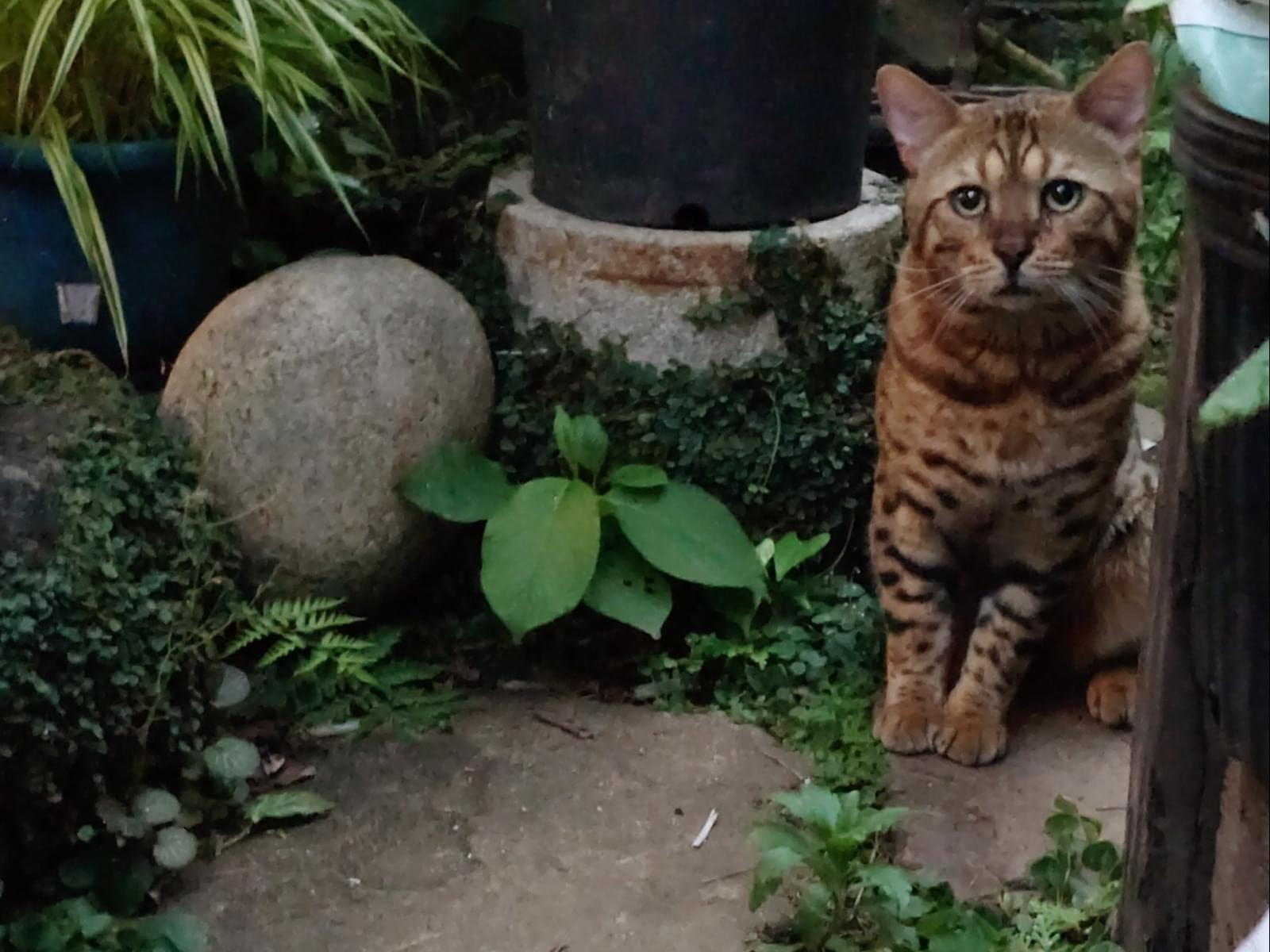 目撃された猫