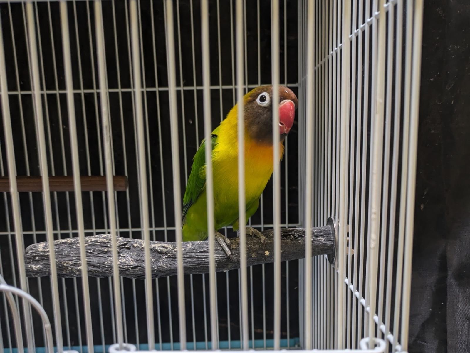 保護された鳥 保護された鳥