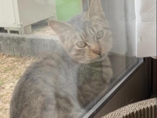 目撃された猫 目撃された猫