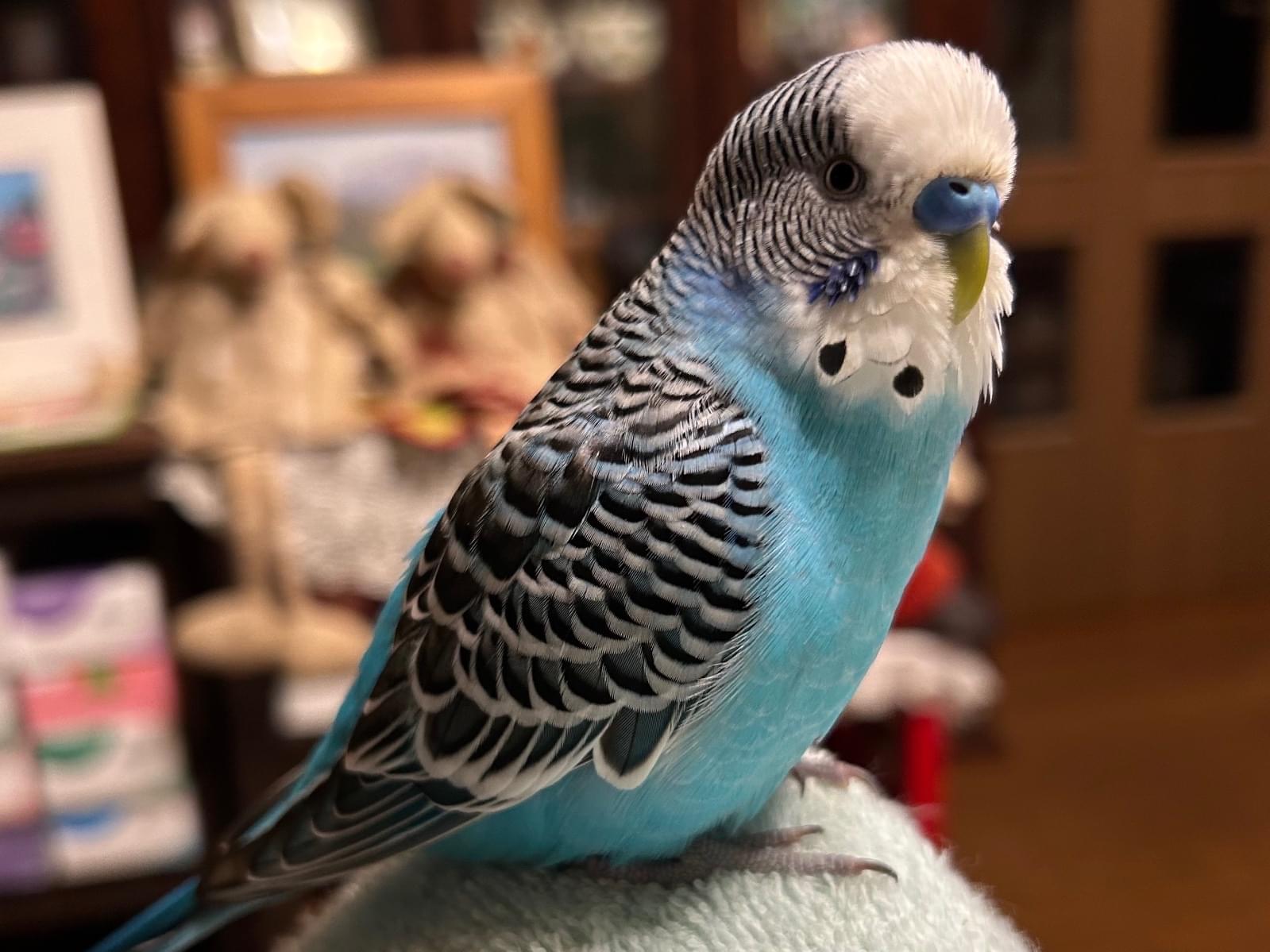 ポッポちゃん ポッポちゃん