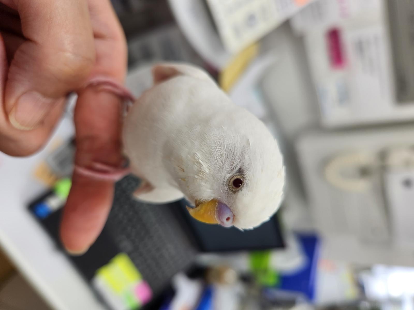 保護された鳥 保護された鳥