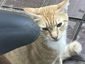 大柄の茶トラ猫 庭に来ています