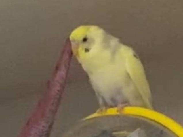 りんちゃん りんちゃん