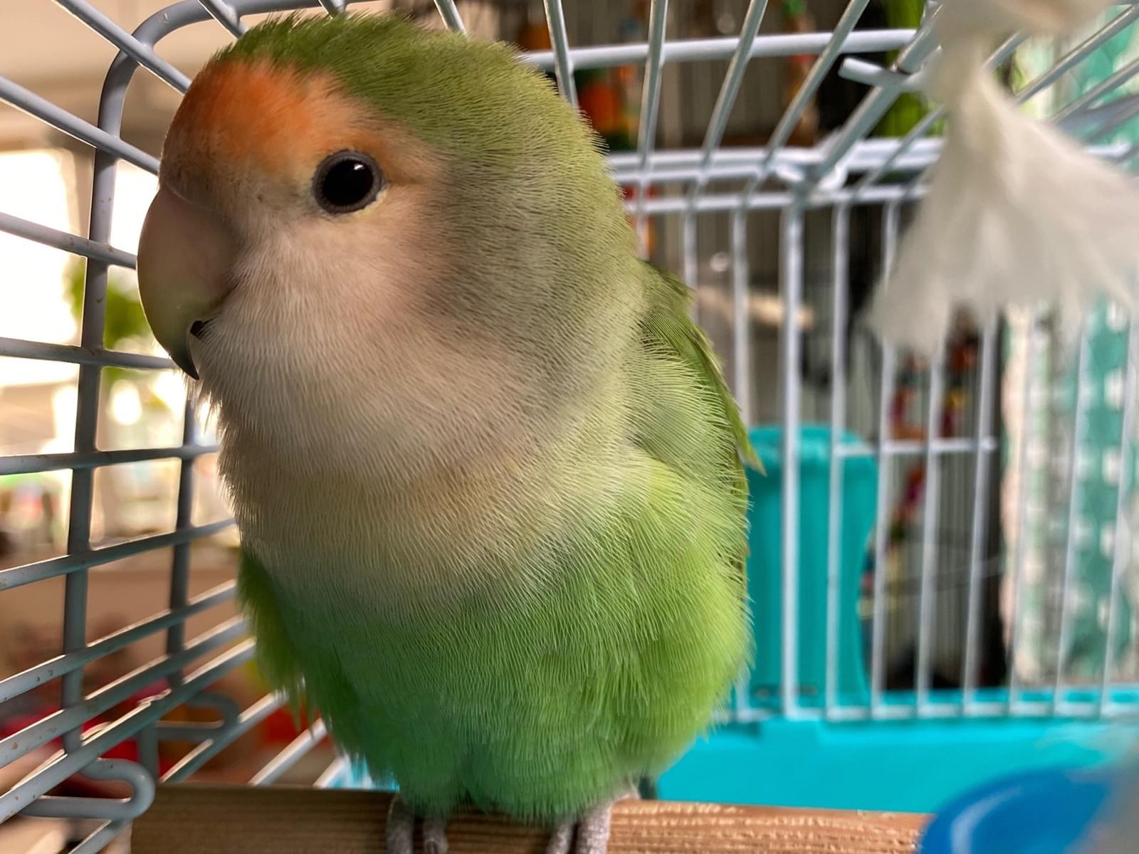 保護された鳥 保護された鳥