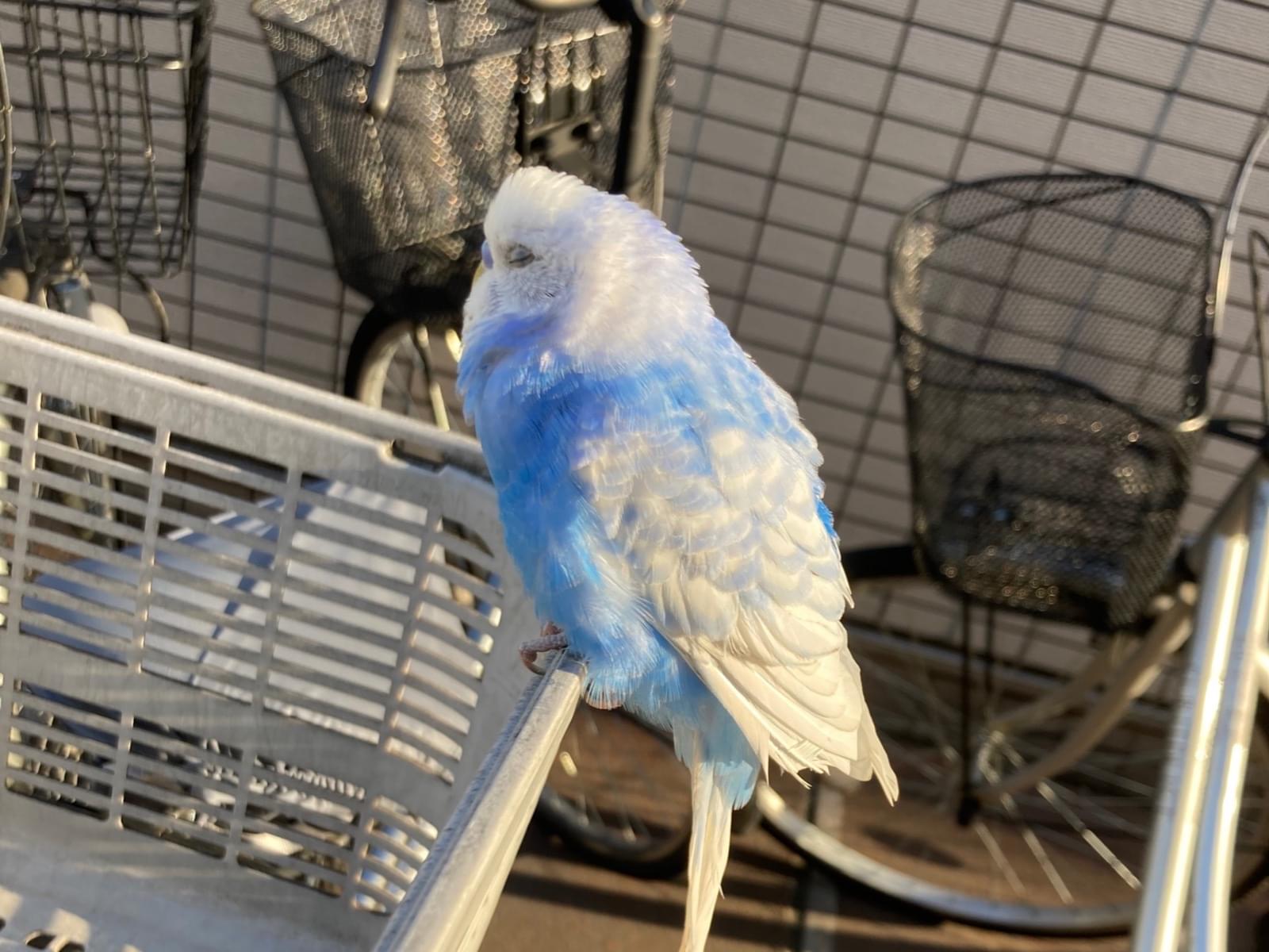 保護された鳥 保護された鳥