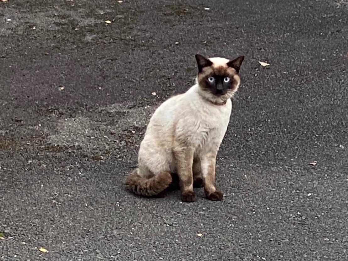 目撃された猫 目撃された猫