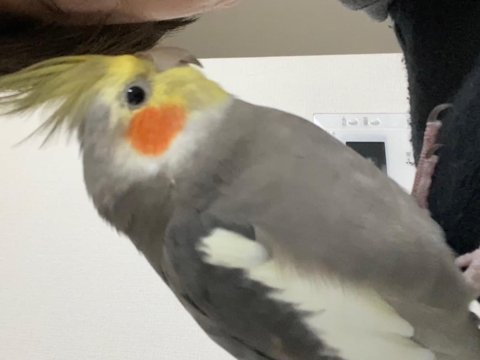 ハルちゃん ハルちゃん