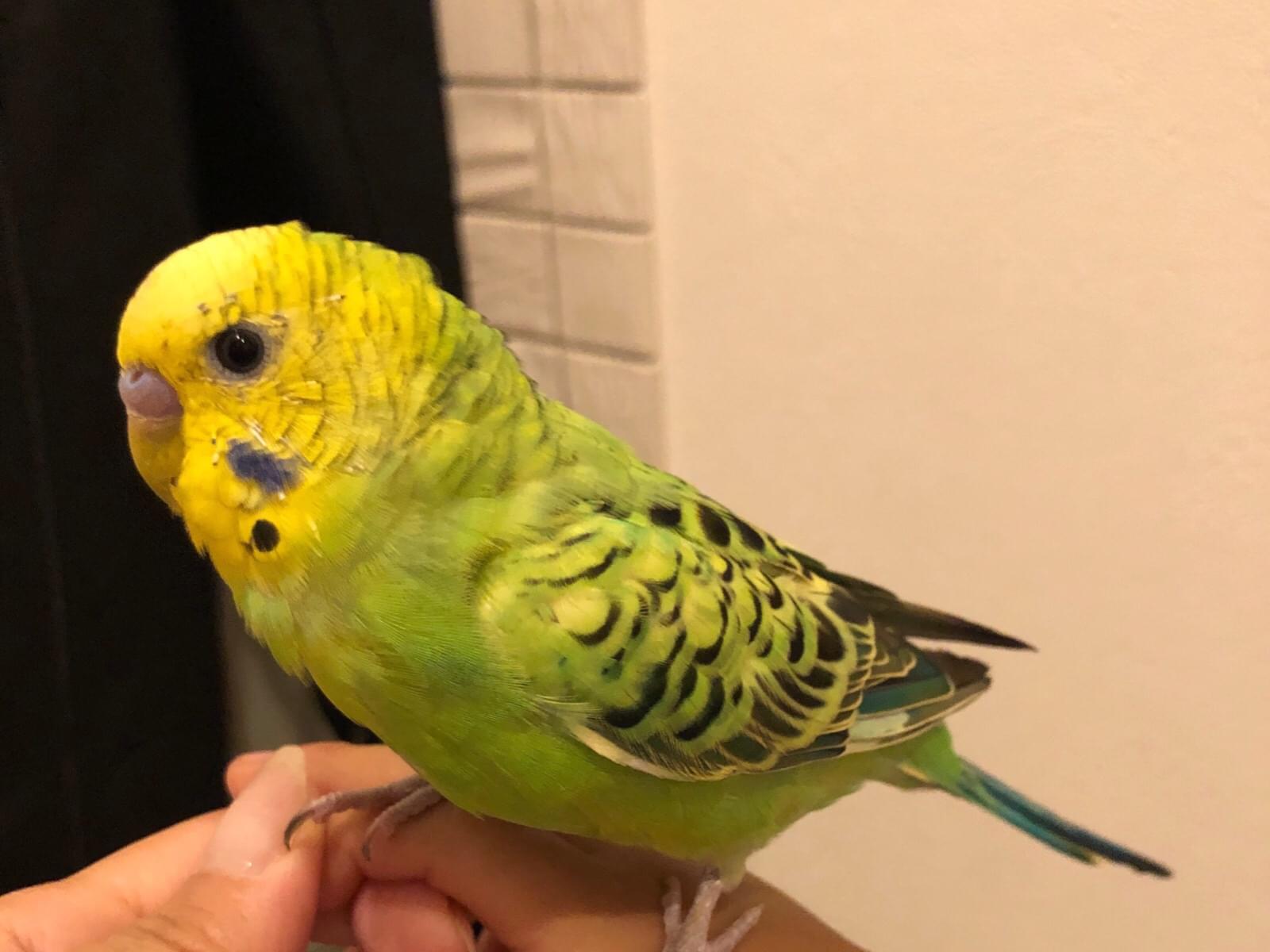 保護された鳥 保護された鳥