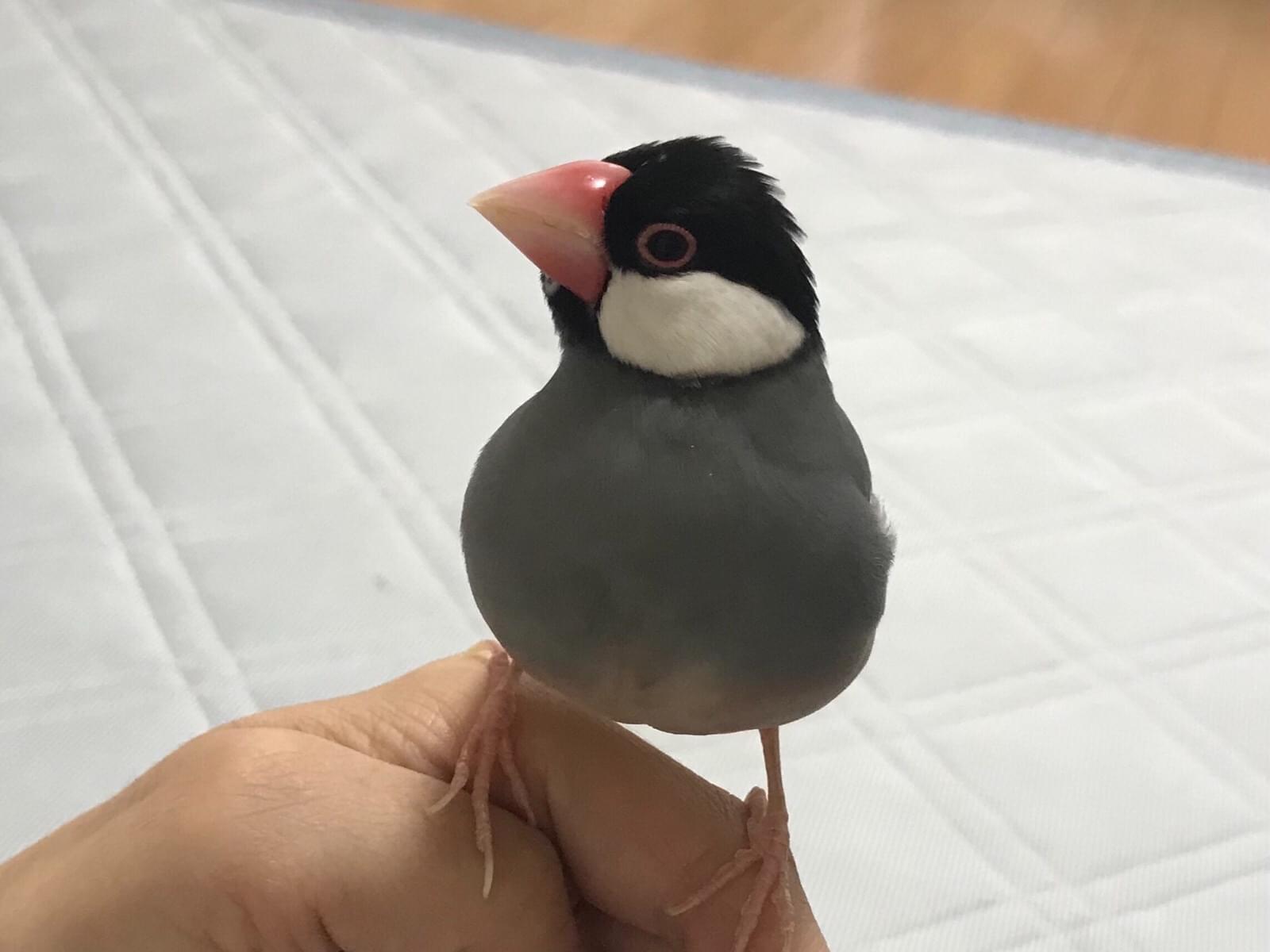 くーちゃん くーちゃん