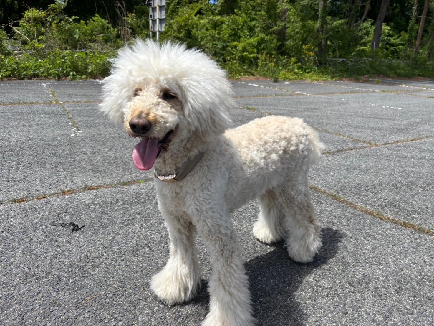 目撃された犬