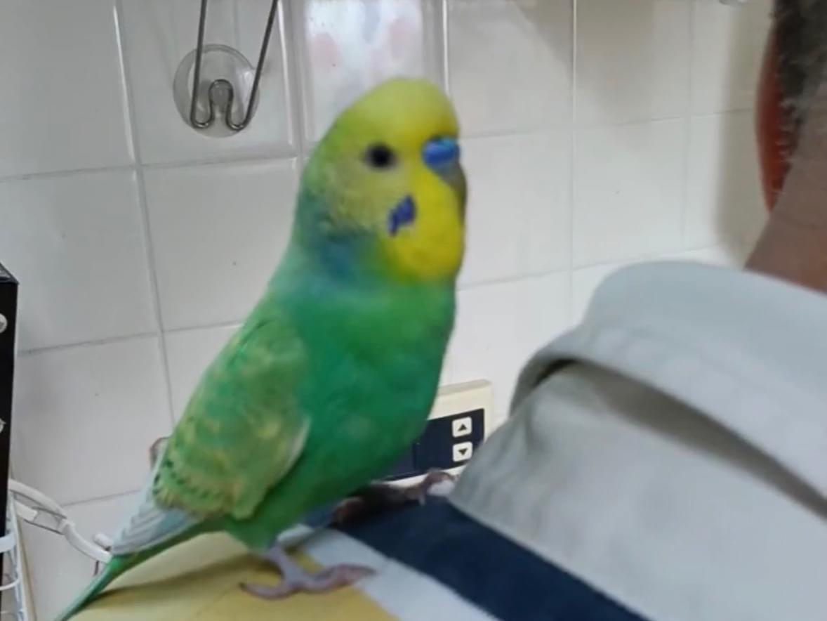 ココちゃん