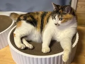 しっぽの短い三毛猫です