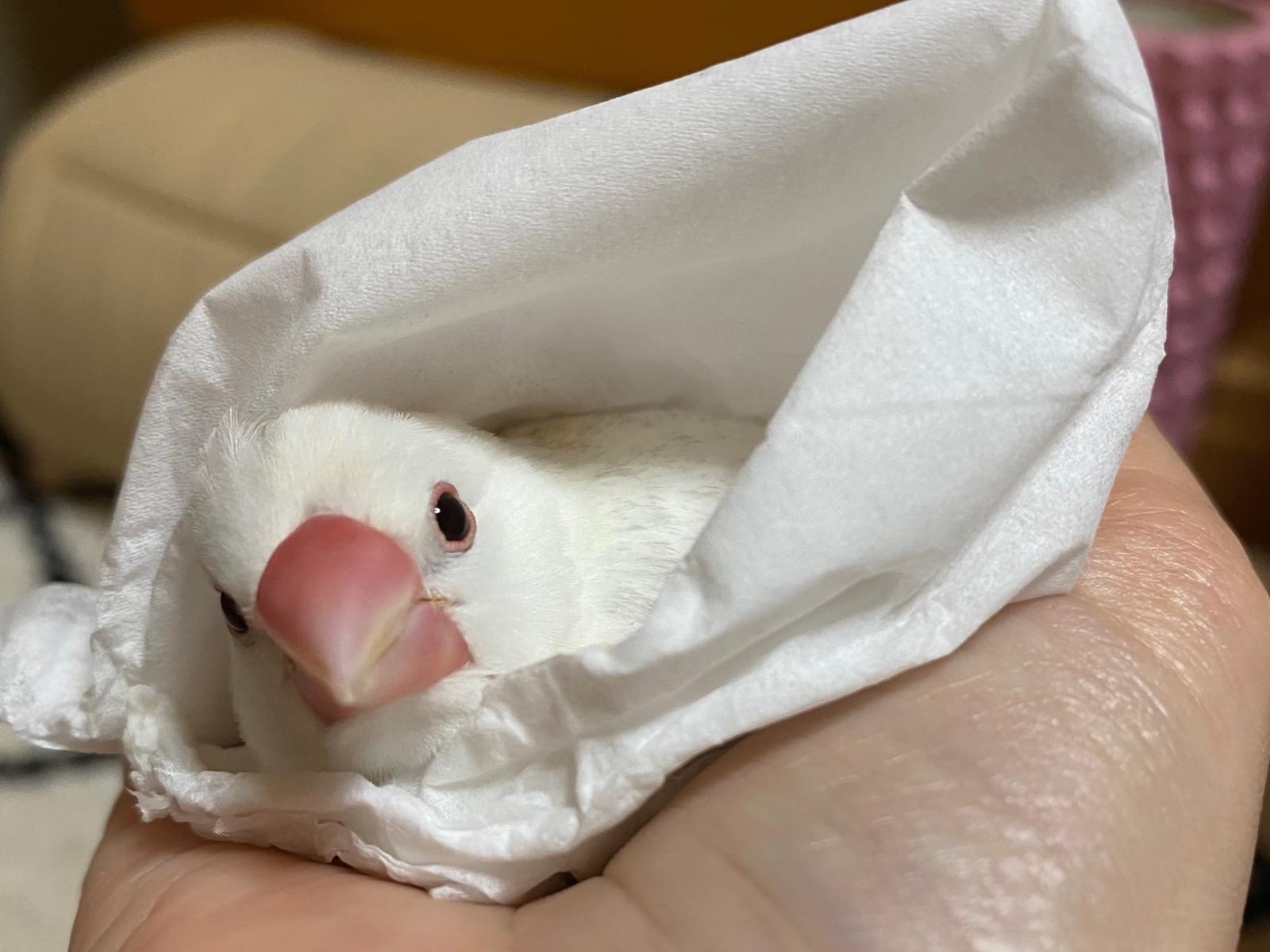 シルクちゃん シルクちゃん