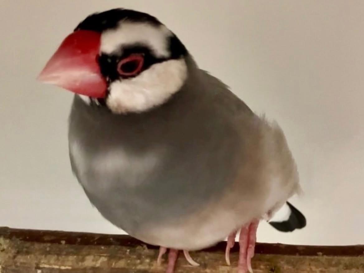 いくらちゃん