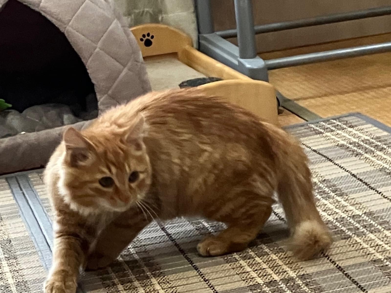 琥珀ちゃん 琥珀ちゃん