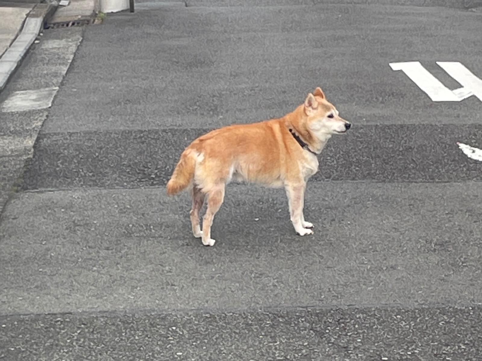 目撃された犬 目撃された犬