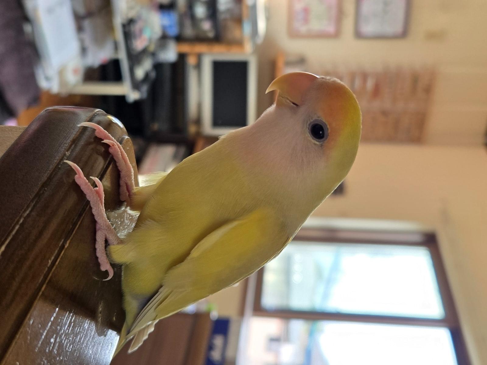 こむぎちゃん