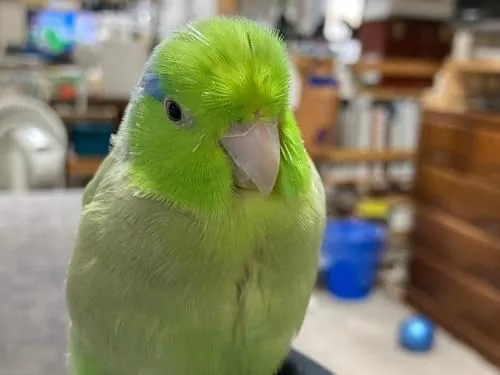 マメルリハ(グリーン)を探しています