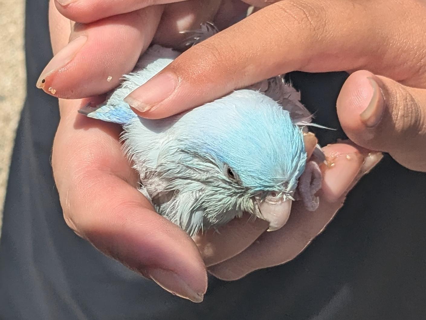 保護された鳥