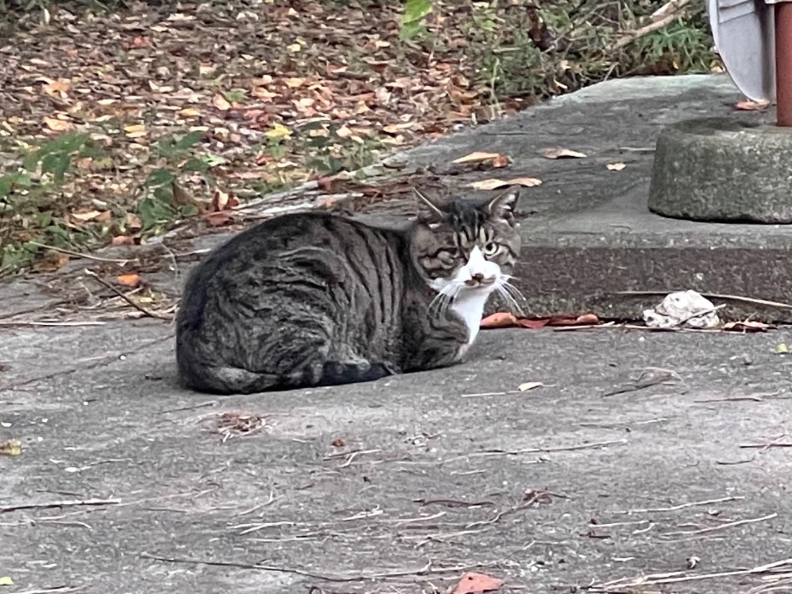 目撃された猫 目撃された猫