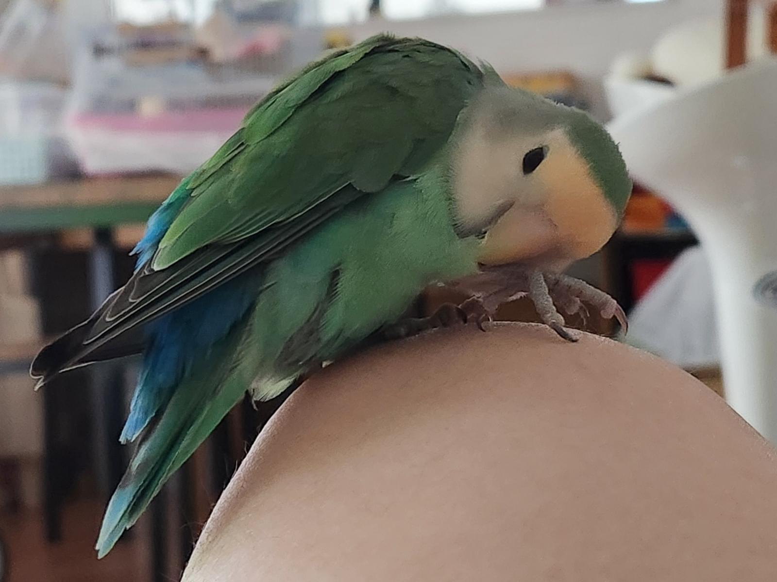 保護された鳥 保護された鳥