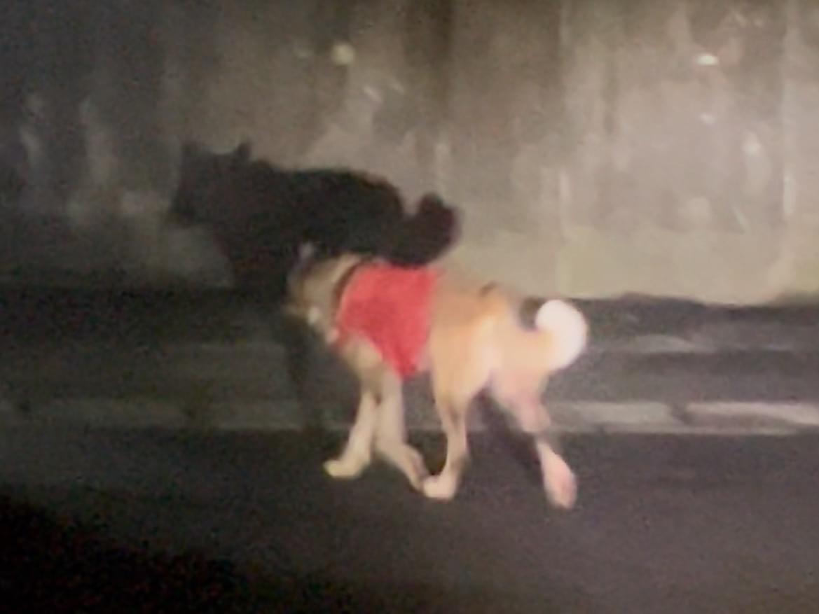 目撃された犬 目撃された犬