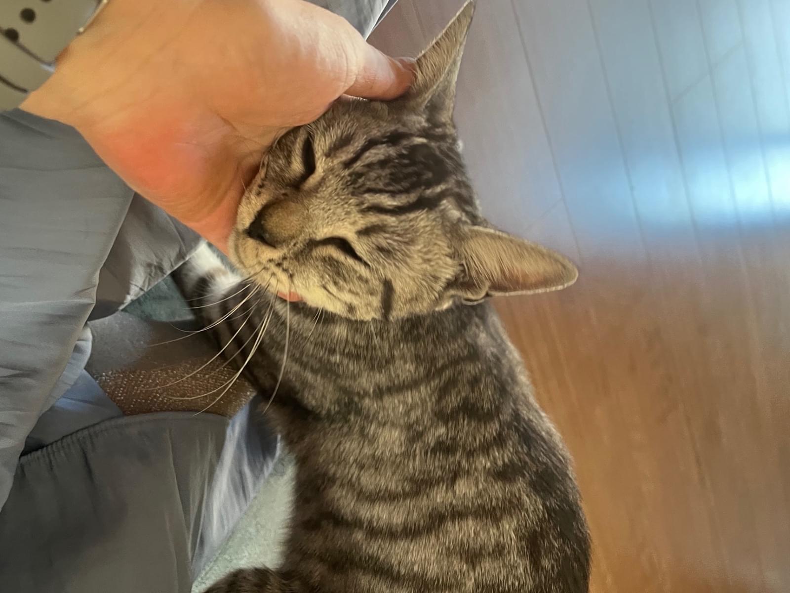 目撃された猫