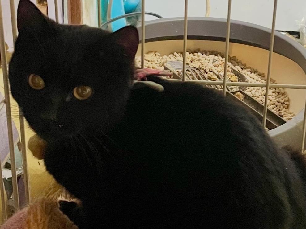 保護された猫 保護された猫