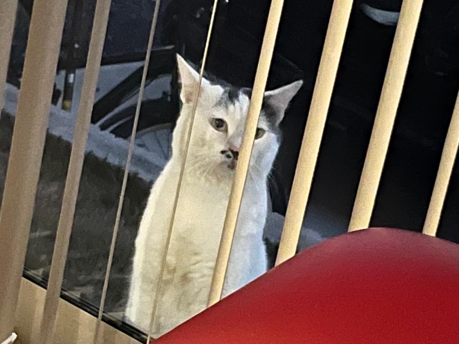 目撃された猫 目撃された猫