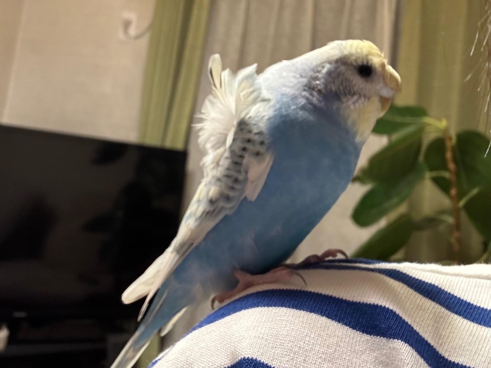 コロモちゃん