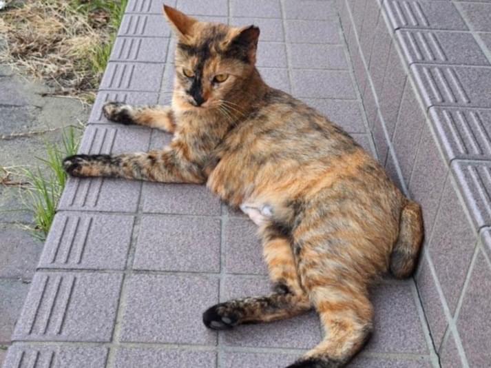 みかんちゃん みかんちゃん