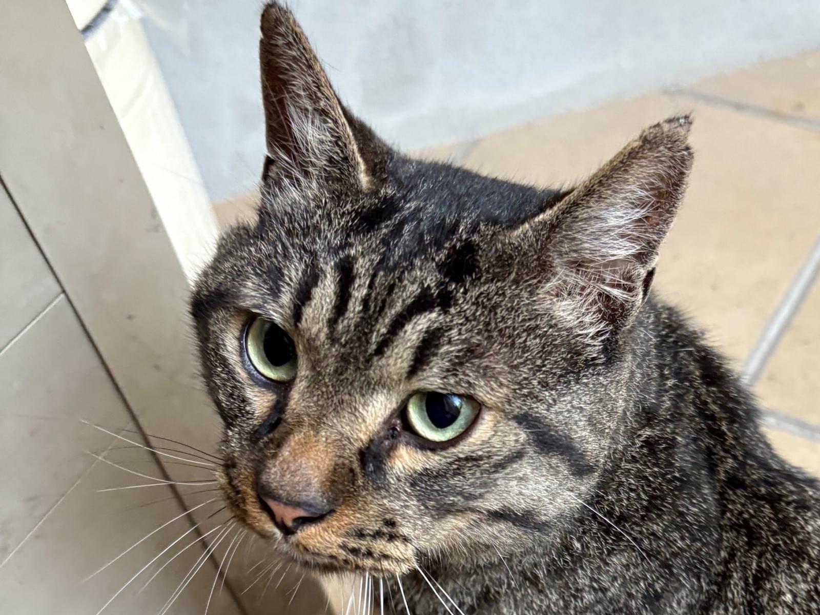 保護された猫 保護された猫