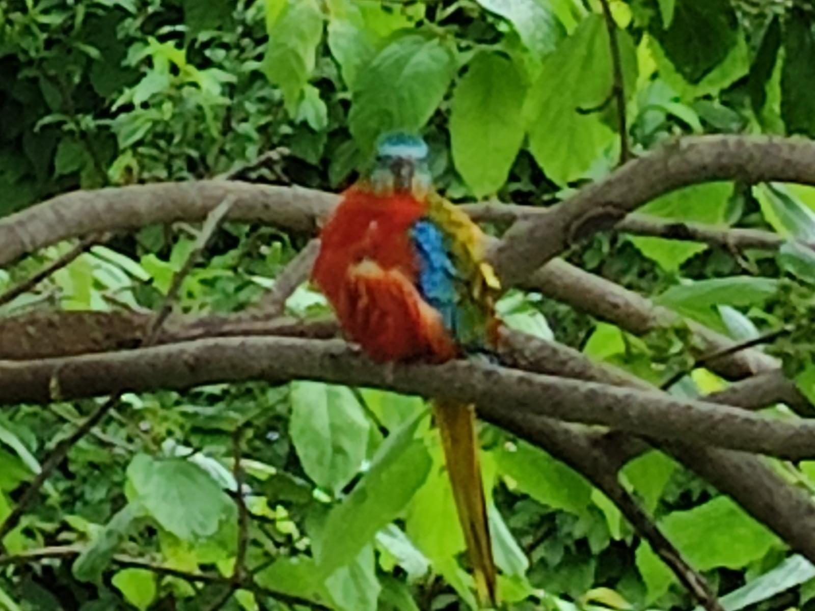 目撃された鳥 目撃された鳥
