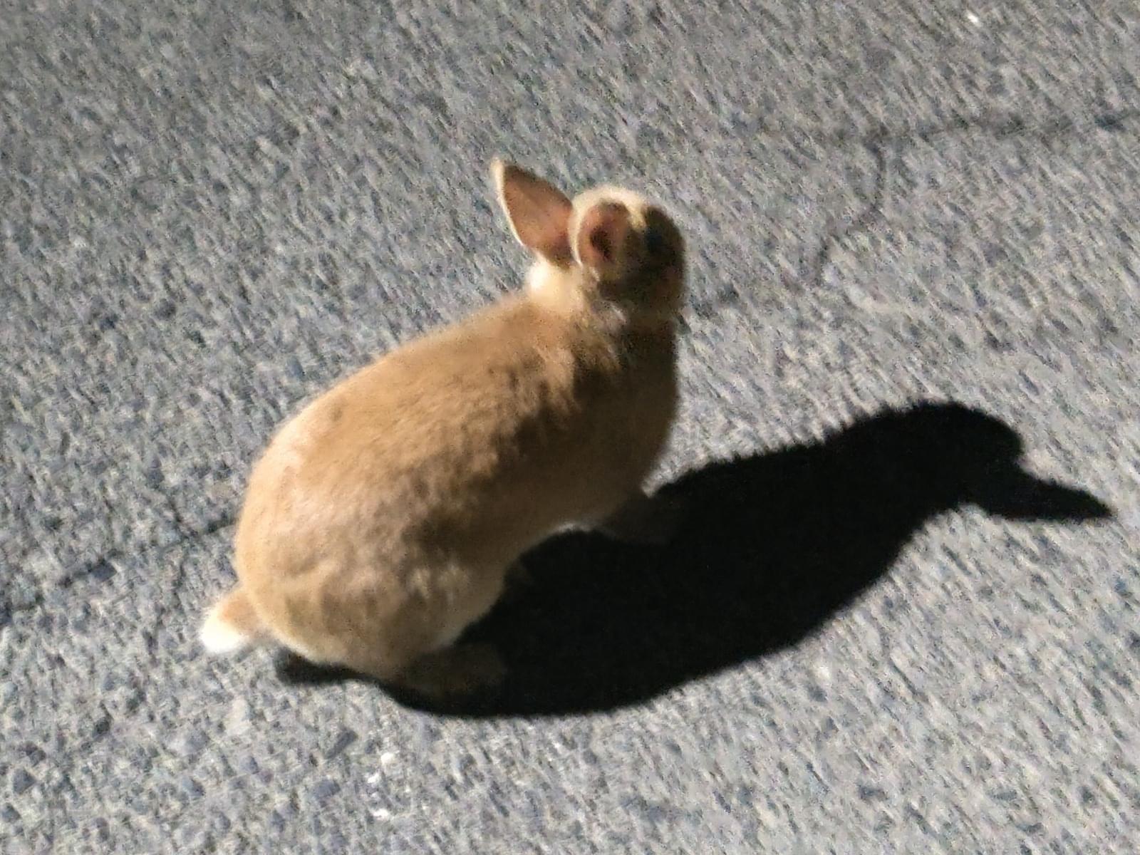 目撃されたペット 目撃されたペット