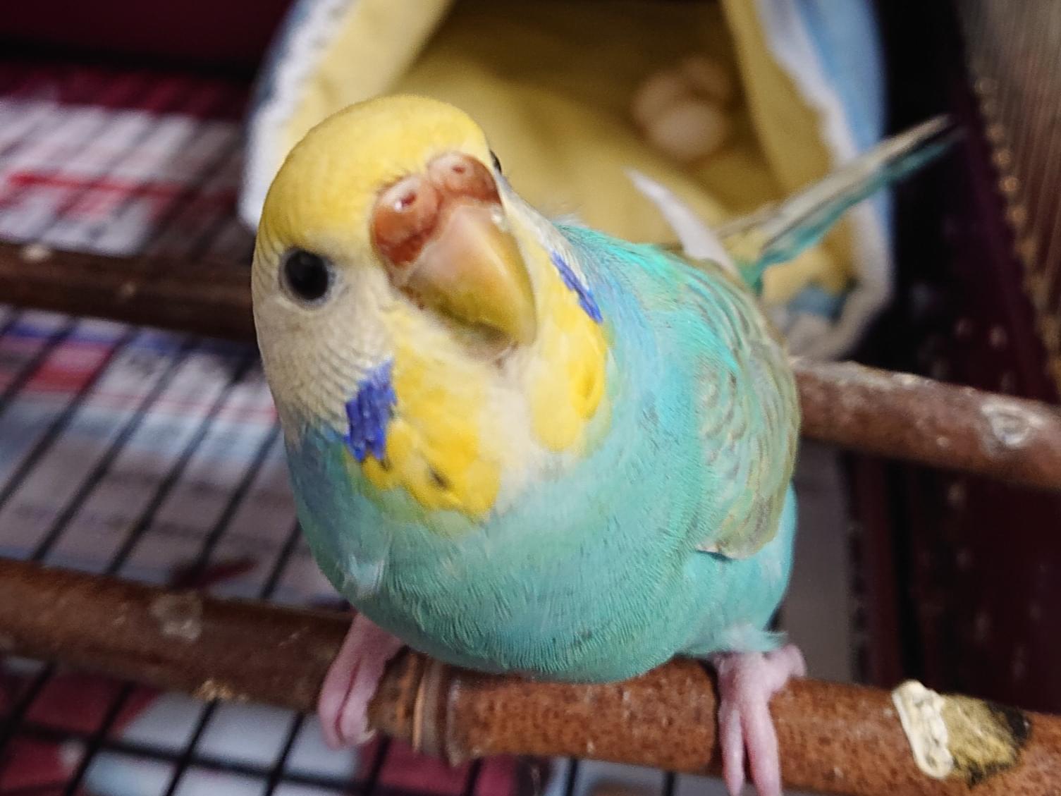 ピノちゃん ピノちゃん
