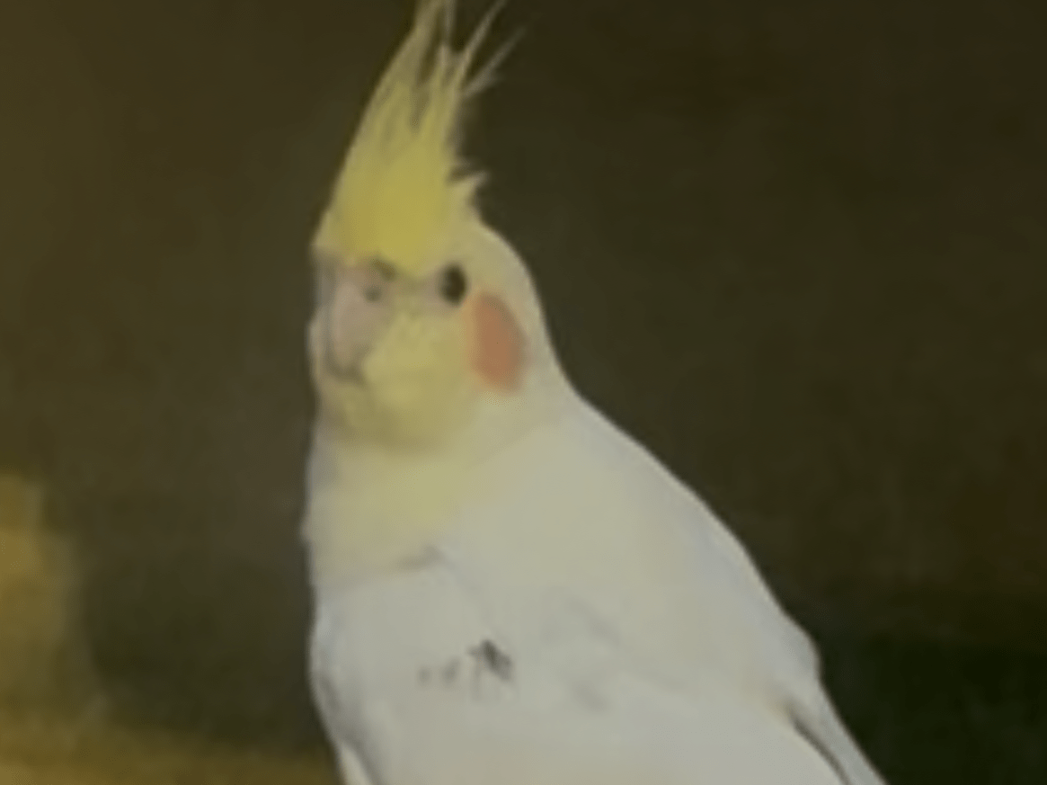 保護された鳥
