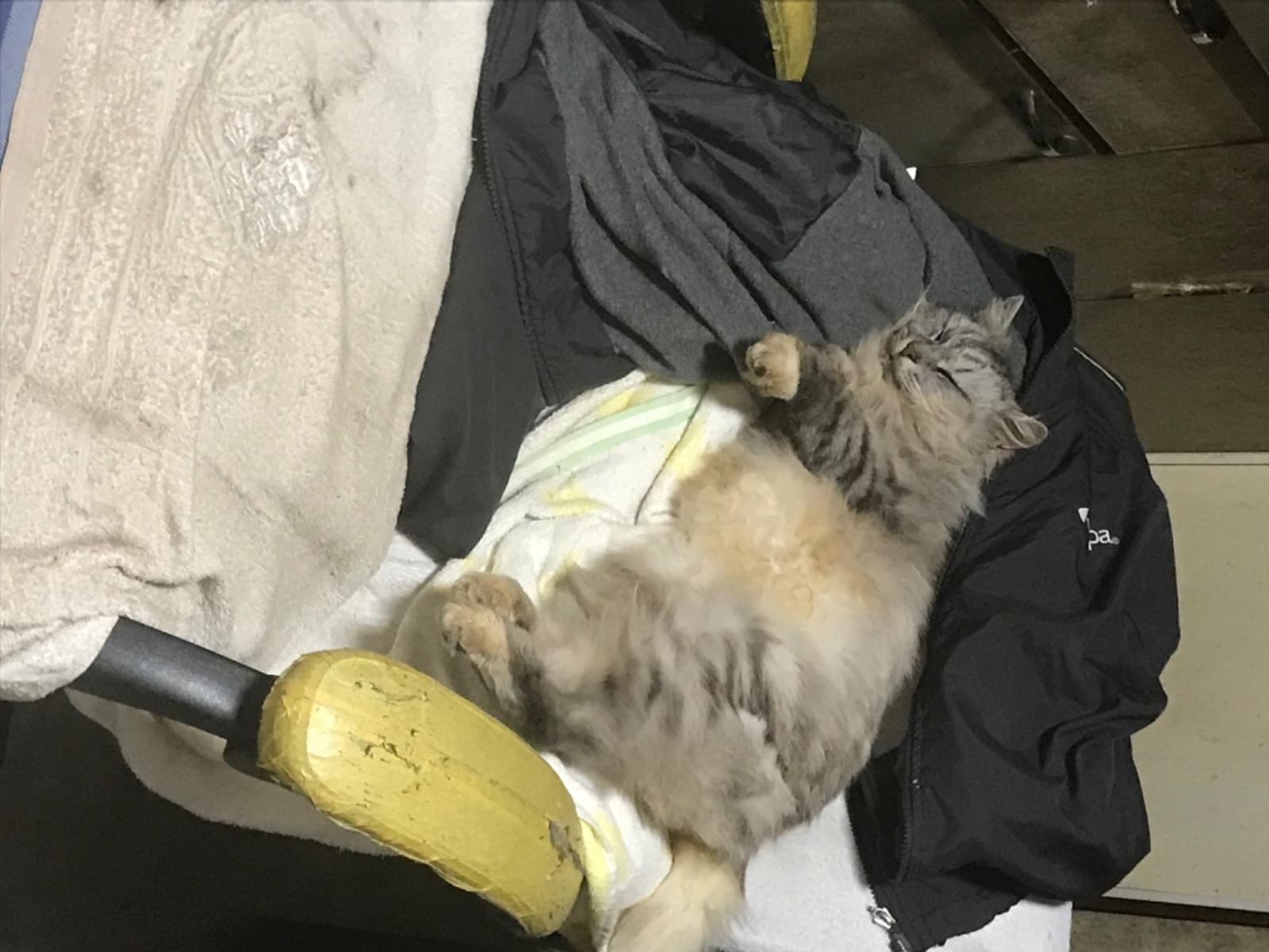 保護された猫 保護された猫
