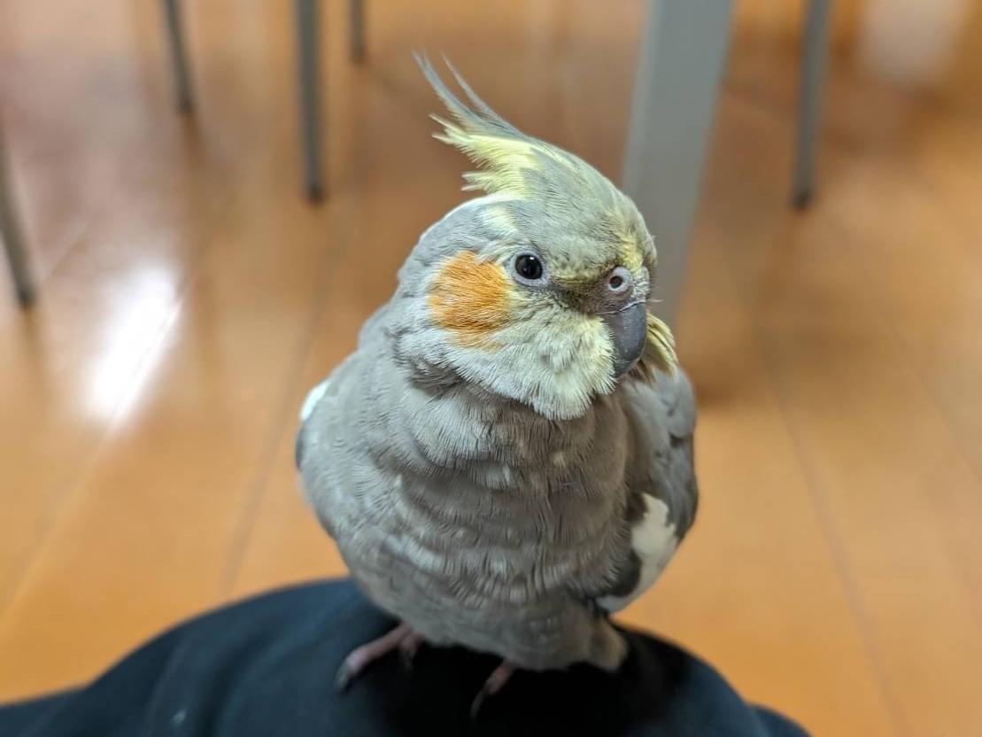 おーちゃん おーちゃん